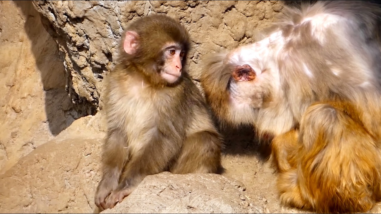 Monkey Punch's Love for Grandpa Will MELT YOUR HEART! ❤️ - YouTube
