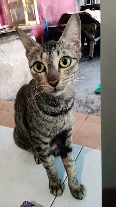 woy aku Ani ani #cat