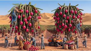 Inside the World's Largest White Dragon Fruit Farm | Full Harvest & Processing