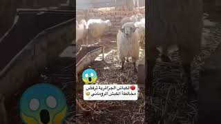 كباش الجزائر ترفض مصاحبة الكباش الرومانية 😱