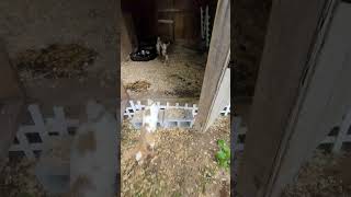 Meet my Goats!