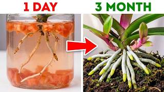 Roots in 1 Day, Whole Plant in 3 Months! The Tomato Stem Trick That Revives Any Rootless Orchid screenshot 1