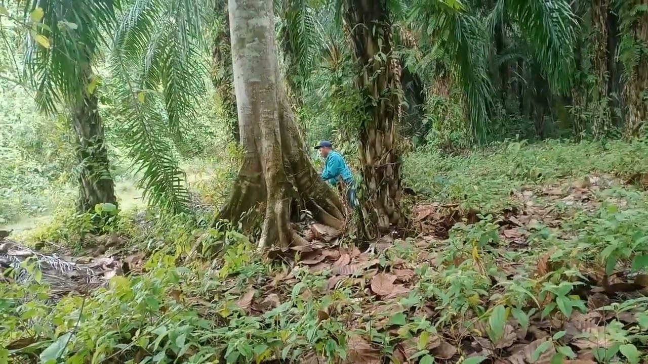 Ambil umbut kelapa di kebun.