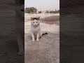 شوف على قط شحال مخنزر مخنزر       