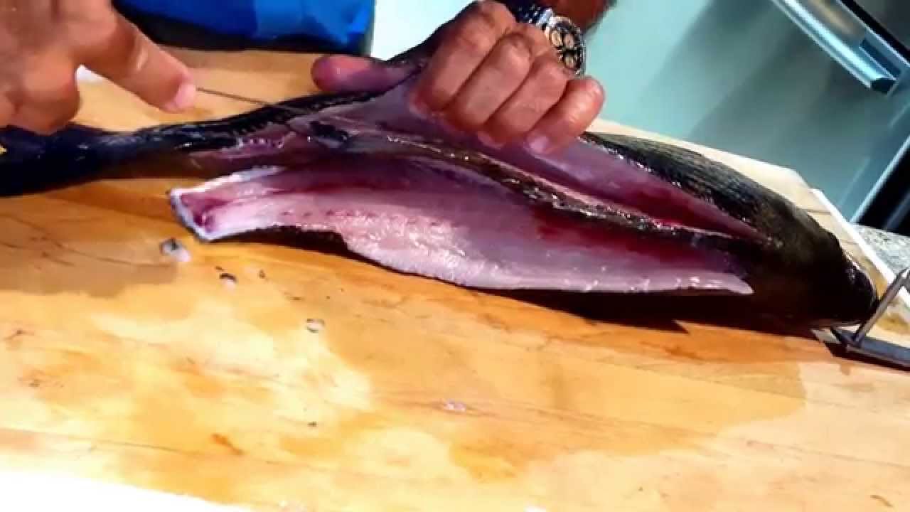 How to fillet a Striped Bass Filet Fish YouTube