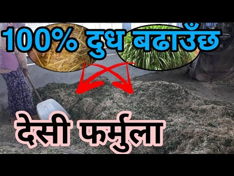 यो हो गाई,भैंसी मोटो बनाउने र धेरै दुध दिने खाना जुन कुनै फार्म ले भन्दैन||Secret Feed for cow