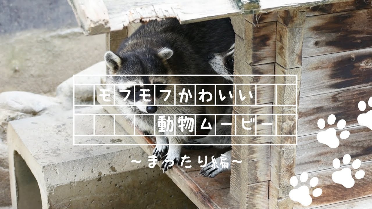 山梨の動物園 猫カフェ 牧場も 動物ふれあい施設6選 Porta ﾎﾟﾙﾀ