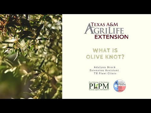 Video: Olive Knot Disease Info - Kawm Txog Kev Tswj Ntawm Olive Knot Disease