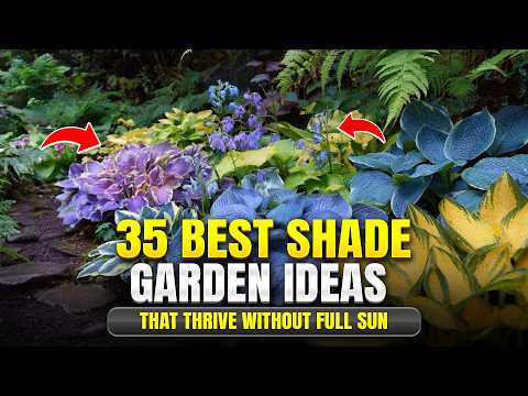 35 Best Shade Garden Ideas That Thrive Without Full Sun