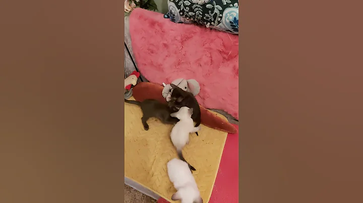 Watch the video about #scarlettdepp #orientalkittens #josie #galina #emerald #dior #leonardo LITTLE ORIENTAL KITTENS