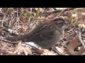 Birds in Duke Island Park on January 22 2011