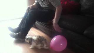 Rabbit playing with balloon