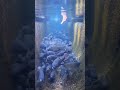 泣いた
