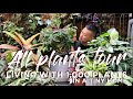 Living with over 1000 plants  in a tiny home  common to rare  learn their names