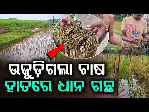 ଉଜୁଡ଼ିଗଲା ଚାଷ | Subarnarekha River Flood | Thousands Of Hectares Of Crops Destroyed | Argus News