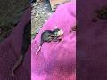 Advice needed for a baby #opossum #wildlife #wildanimals #wildliferescue #advice