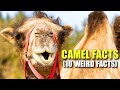 Camel 🐫 (10 FACTS You NEVER KNEW)