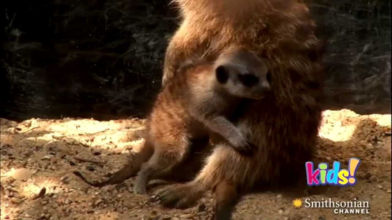 Meet The Kids At The Zoo Youtube