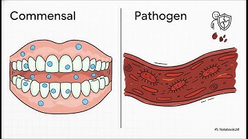 Leptotrichia buccalis