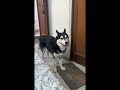 Kya Husky Dogs Baat karte Hai? 😅#viralvideo #shortvideo #pets #animals
