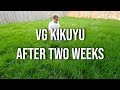 Premium Village Green Kikuyu After 2 weeks