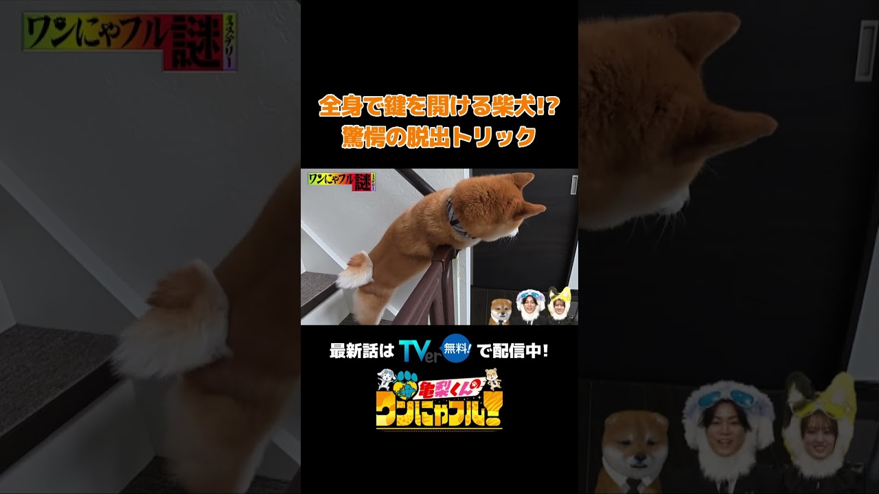 【超必死💦】全身を使って脱出してみせるワン🐶🔓