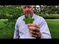 In the Garden with Dave Forehand: Bigtooth Maple