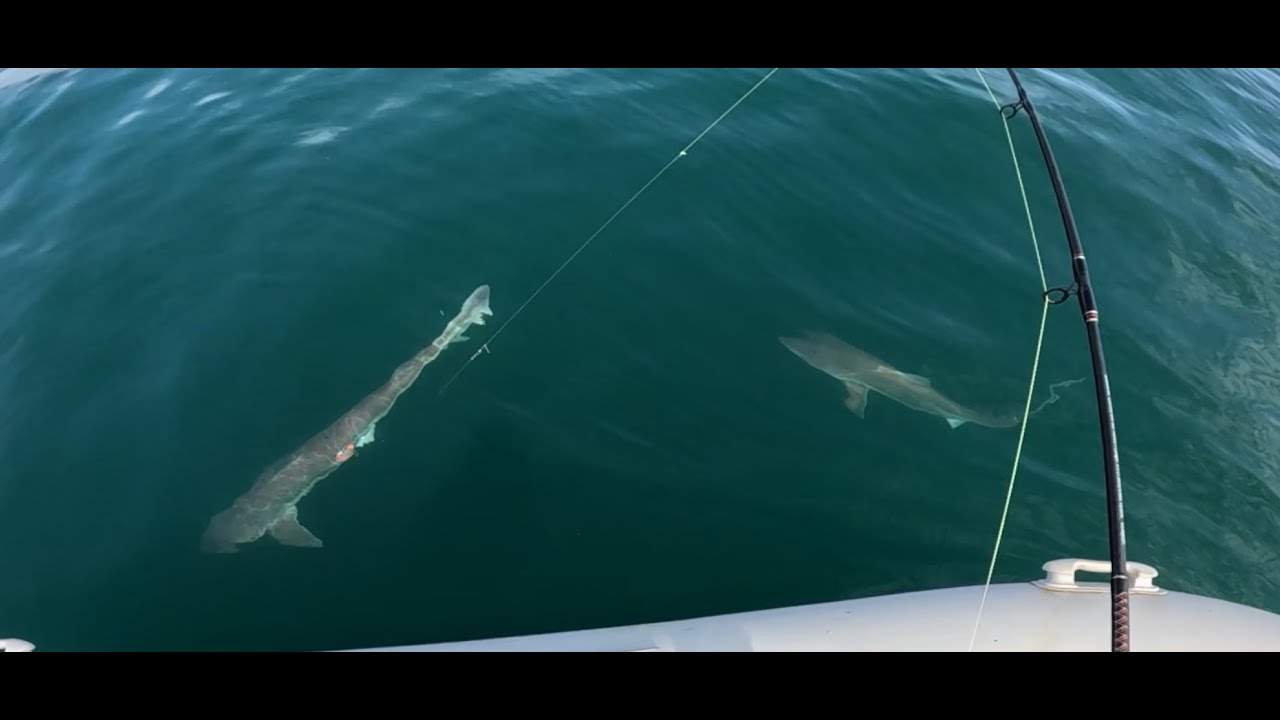Sharks feeding on the surface UK | Shark's EVERYWHERE! | UK SHARK FISHING | Tope Fishing