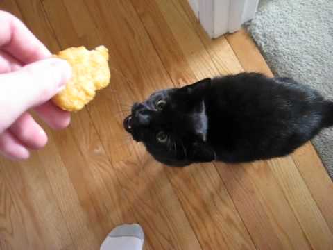 Video: Proteiinimäärän Ja Laadun Merkitys - Nutrition Nuggets Cat