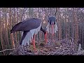 Stork mating ritual / Estonian Black Stork Nest