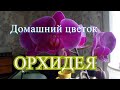 Комнатные цветы ! Орхидея как ухаживать