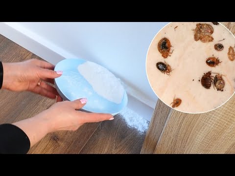 How to Get Rid of Bed Bugs at Home – The Best Natural Remedies!