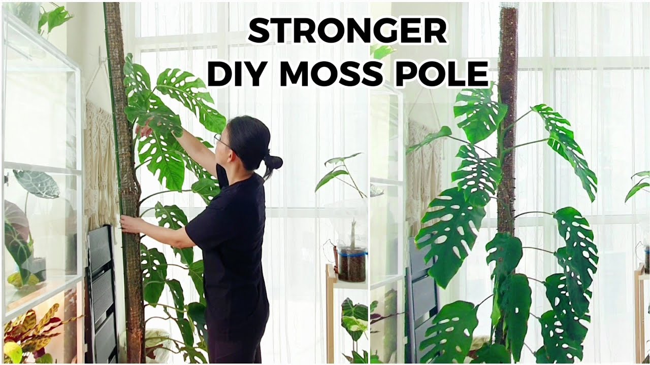 Making a STRONGER DIY MOSS POLE for Monstera Dubia | How to Replace a Moss Pole