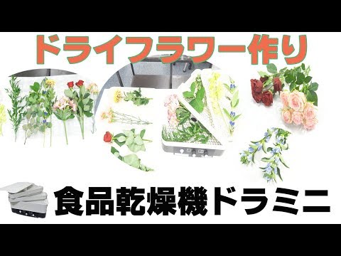 ドライフラワー作り 食品乾燥機ドラミニ Youtube