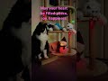 Season's Cat Greeting from our heart