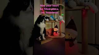 Season's Cat Greeting from our heart