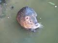 Beaver or something- Too Cute! look at it eating de bread