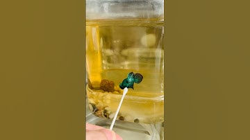 Hướng dẫn làm cây kè cá Betta 0 đồng #starbettashop #bettafish #bettashop