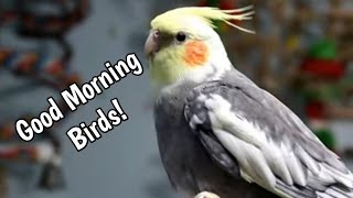 Waking up the Birds by Love of Pets 1,119 views 4 months ago 8 minutes, 3 seconds