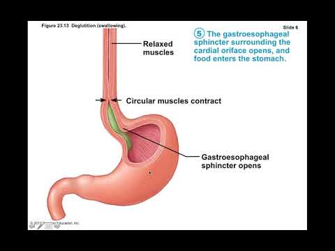 Chapter 23 Digestive System Part3 - YouTube