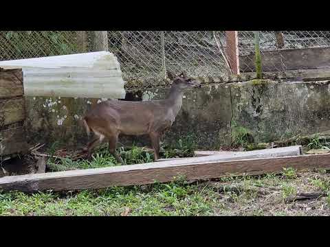 Brown brocket