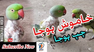 Indian Ringneck Feather Problem But Talking Perfectly | Entertainment & Fun | PBI Official