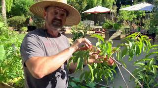 Celebrity When to Harvest Peaches, @Barelygardening Profile