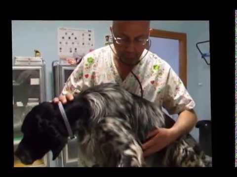 Video: Un Veterinario Spiega Perché La Dominanza Non Funziona Nell'addestramento Del Cane