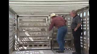 Tim O'Byrne - Cattle Transportation - Ways to minimize risk when loading cattle