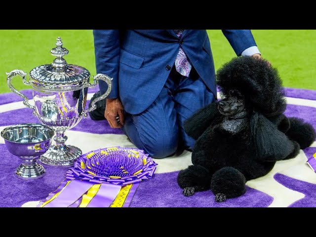 Miniature poodle named Sage wins Westminster Kennel Club dog show