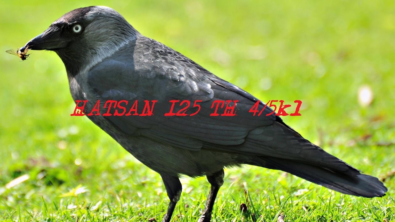 hatsan 125 охота на ворон