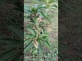 Mantau Kebun Mangga Hari Ini 🌳 Hasilnya Bikin Kaget #kebunmangga #shortvideo #shorts  #viral