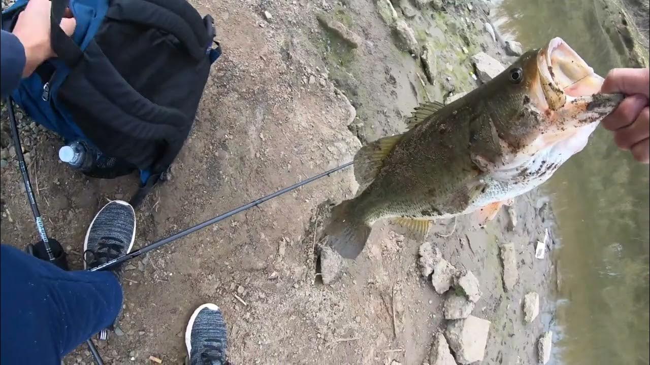 A 5 Pound Bass?! YouTube