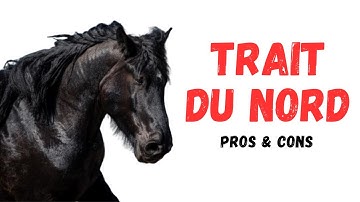 Trait du Nord Horse Pros and Cons -Trait du Nord Horse Advantages and Disadvantages